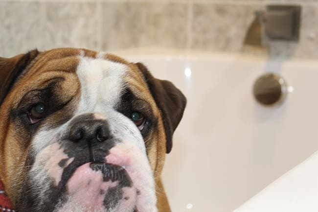 Cabo smiling in his new tub
